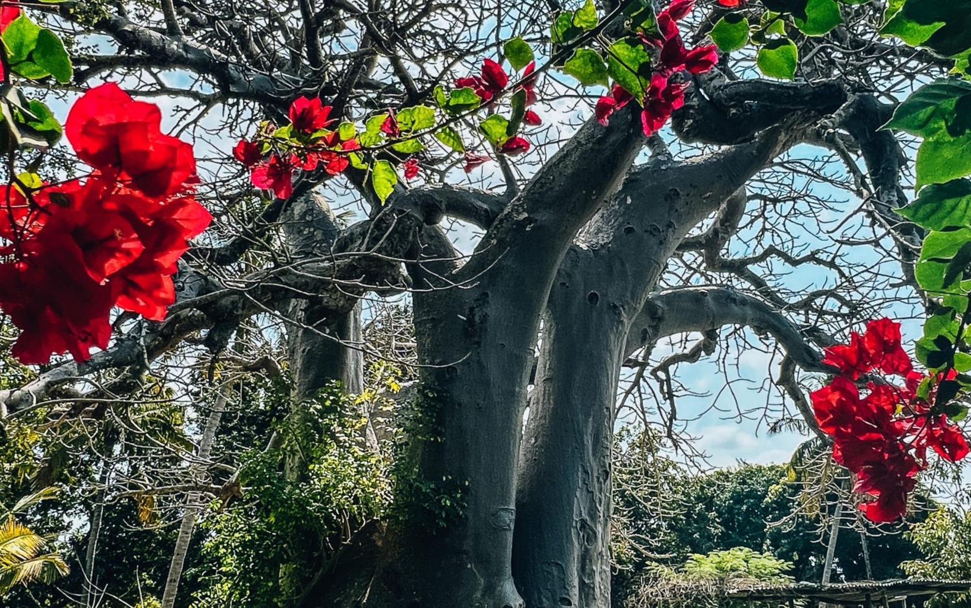 Baobab Beach Vilanculos Eksteriør bilde